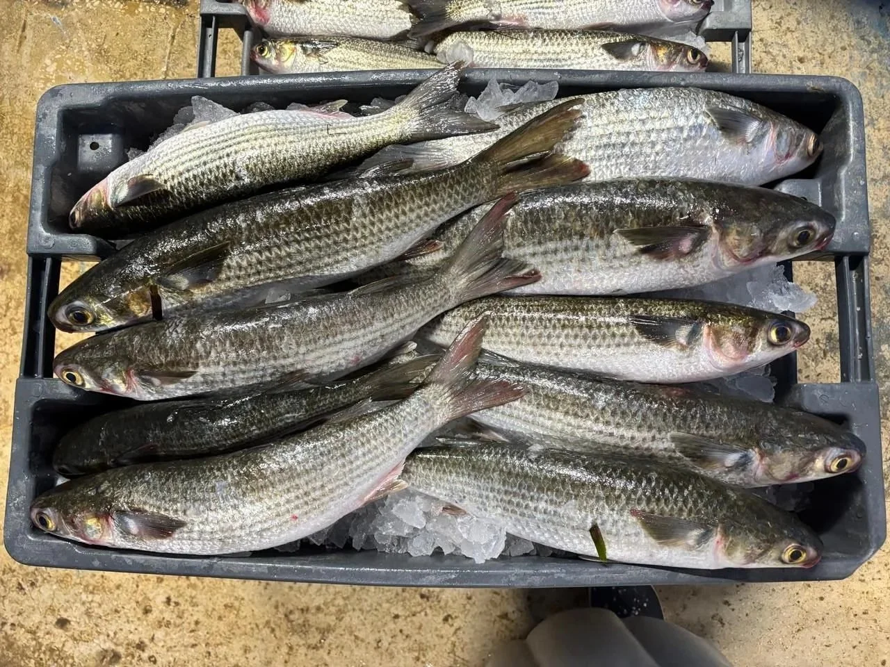 Fresh Local Seafood Market in Tampa | West Fortune Fish Market